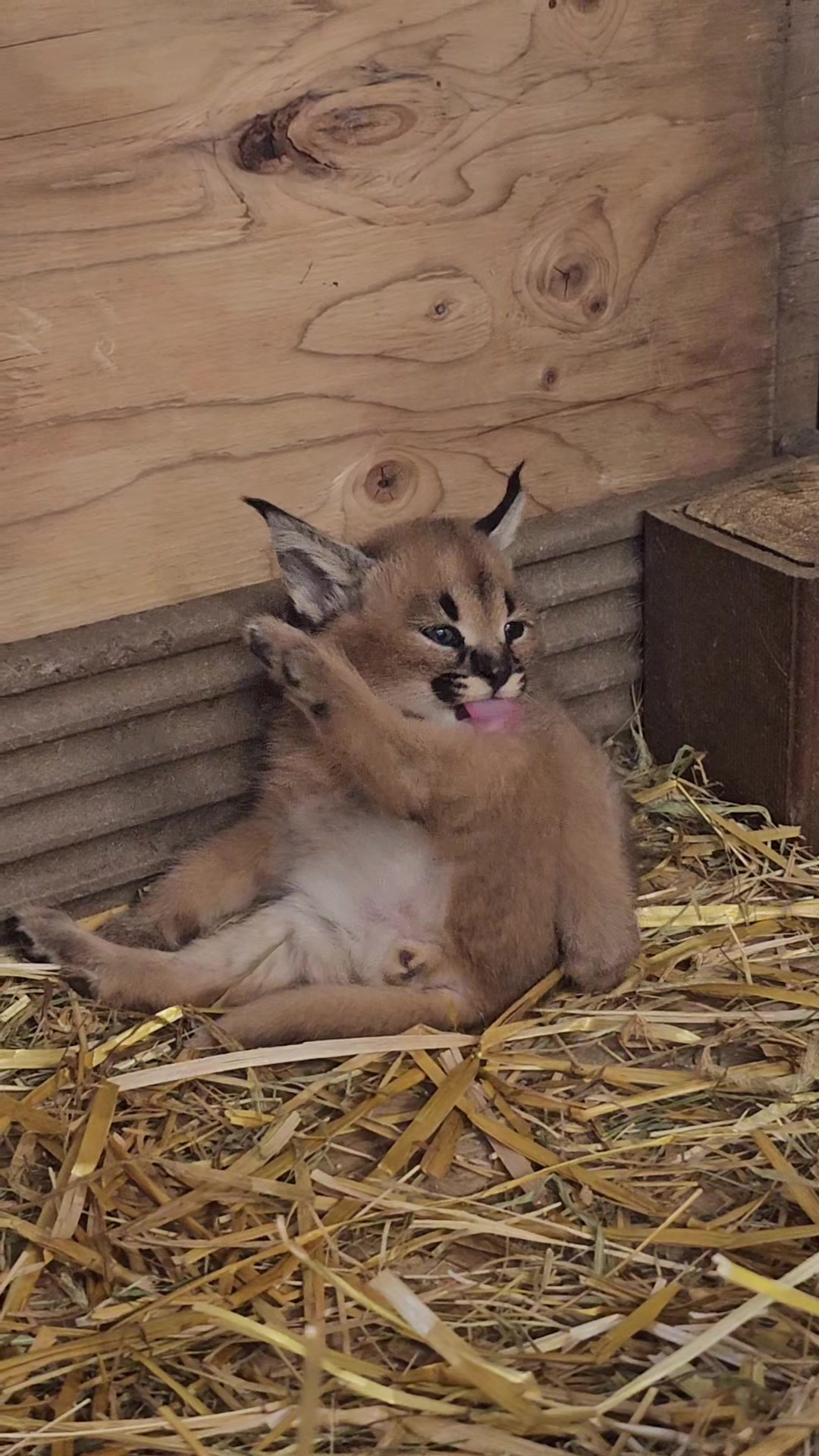 @The Wildcat Sanctuary