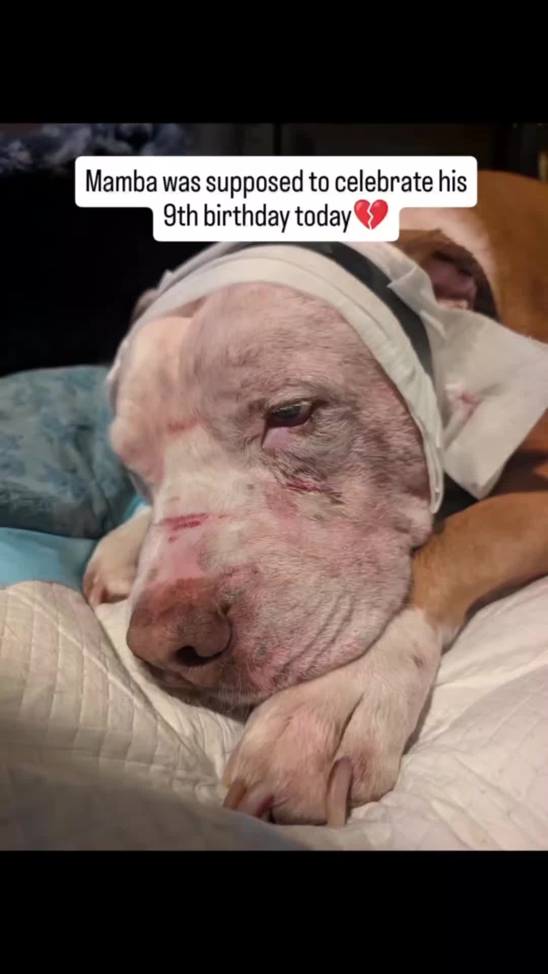 @8partytails