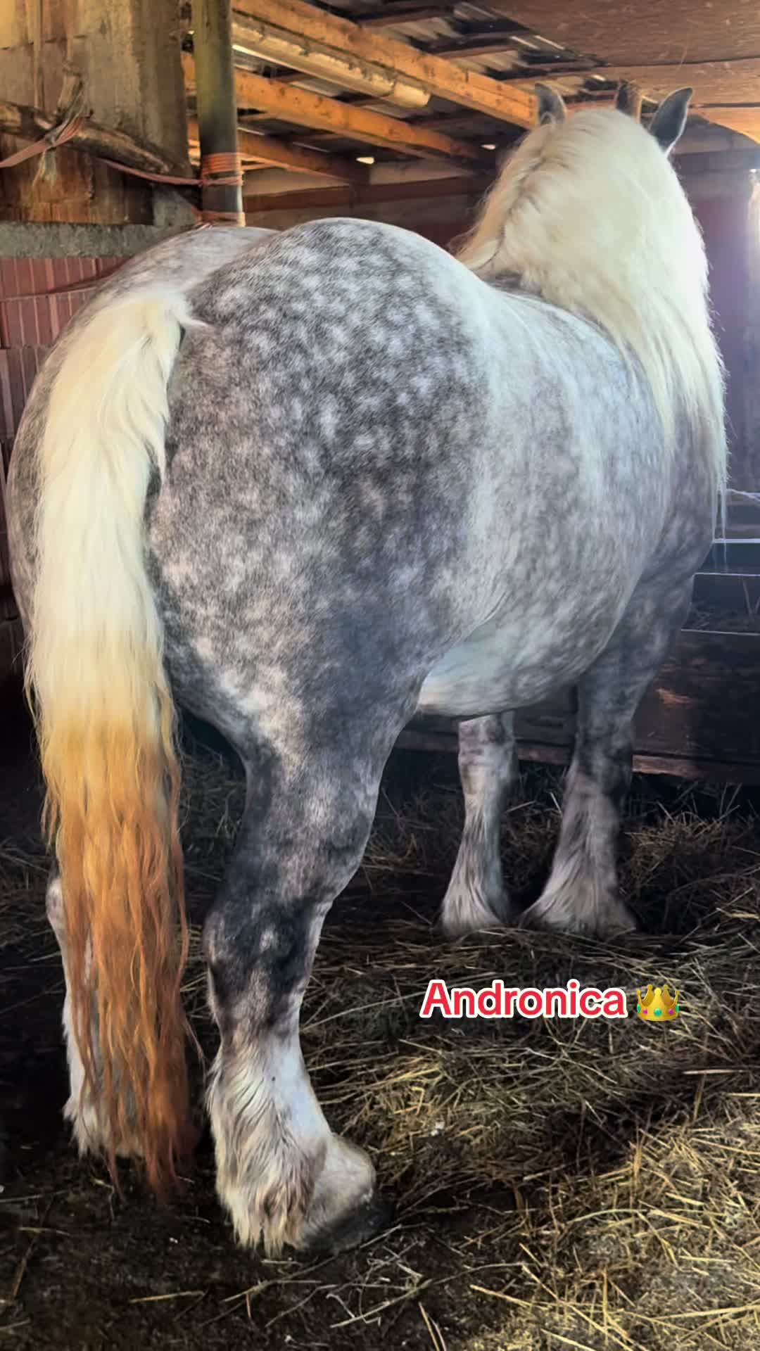 @🐴Spartanu🐴