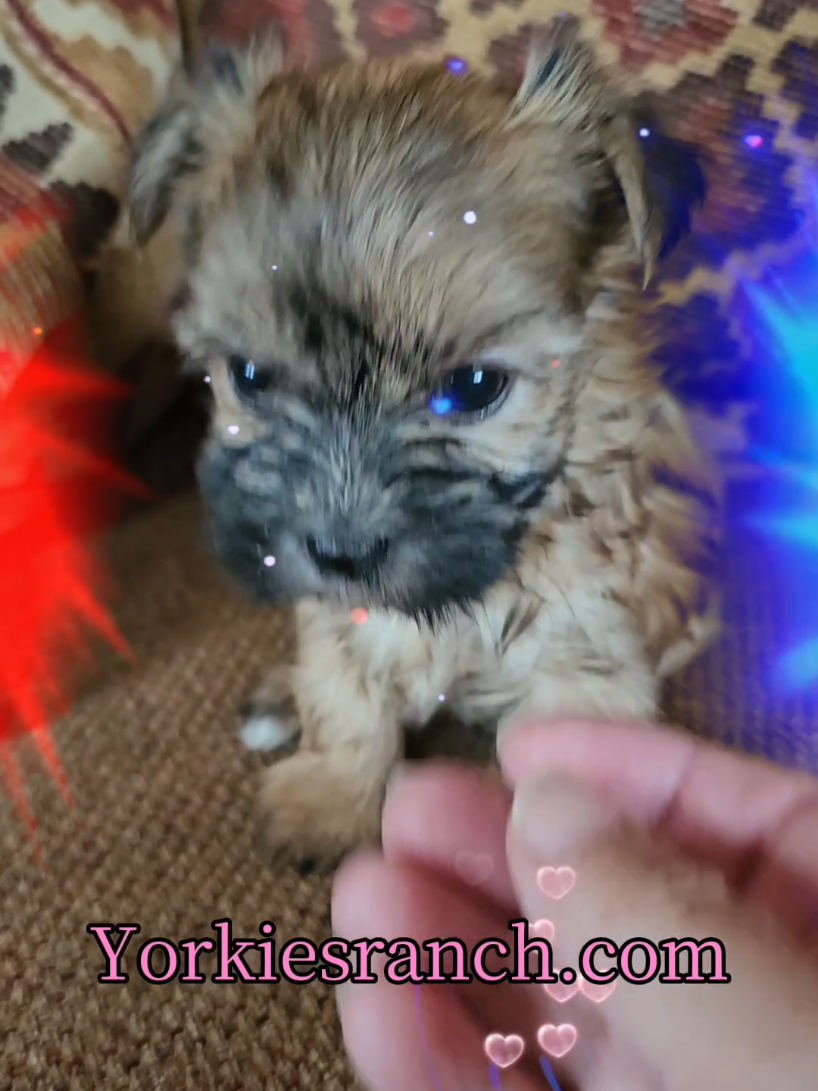 @yorkiesranch com