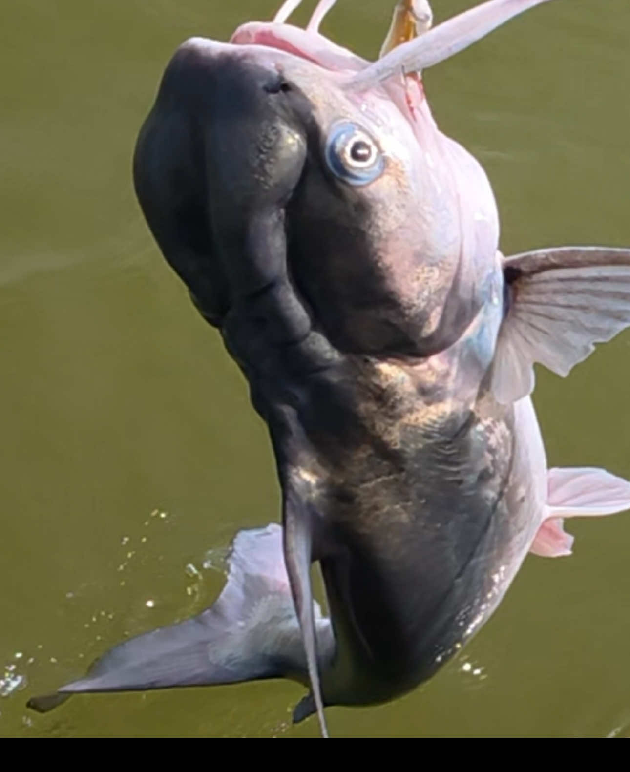 @HookedOnSharksLLC