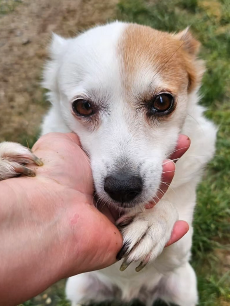 @Tierschutzhunde-Azoren