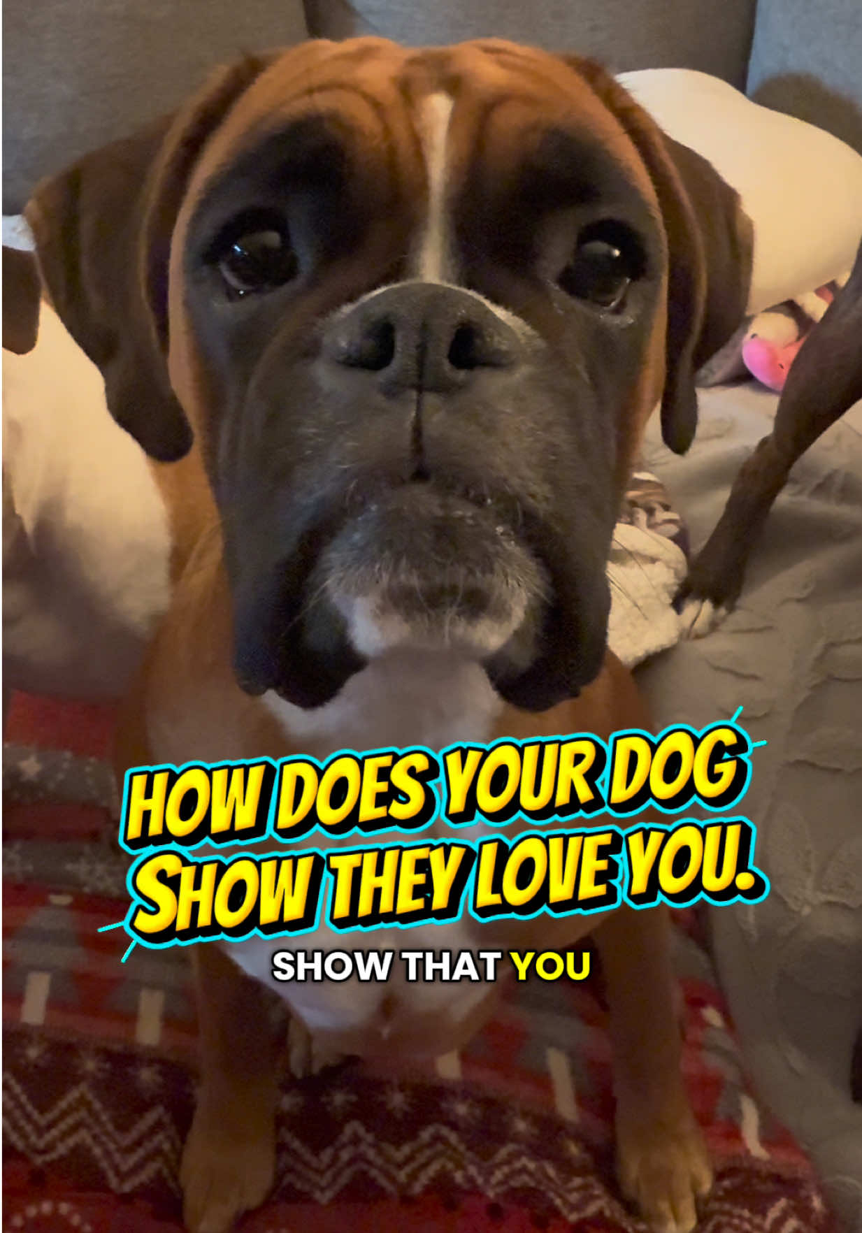 @boxermadness