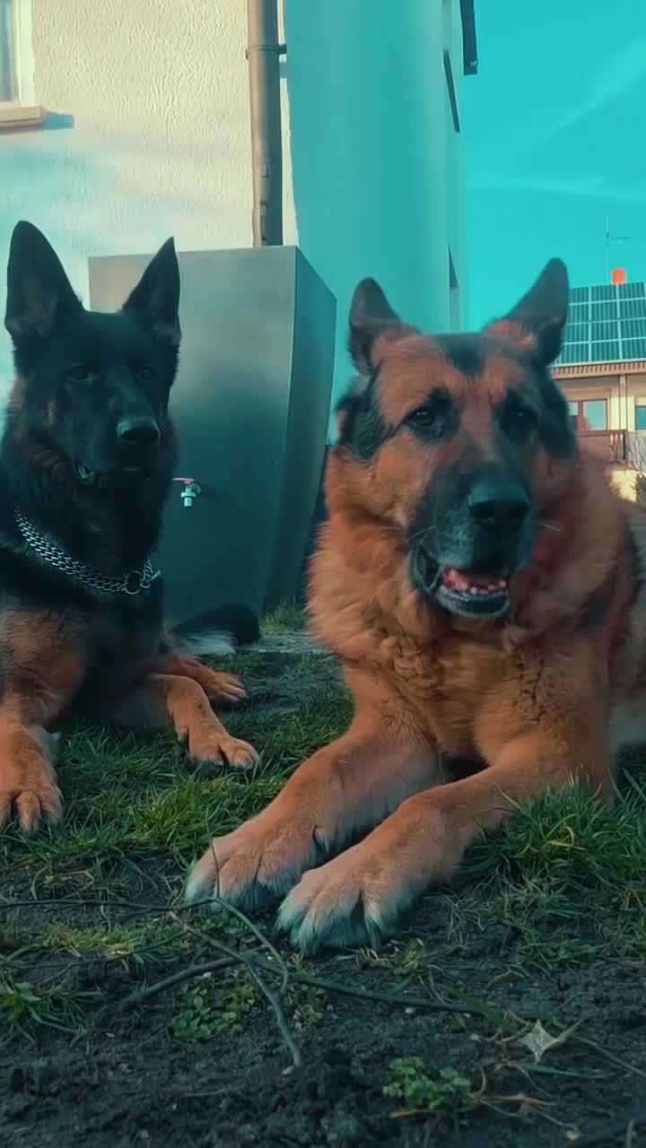 @Schäferhundliebe 💗