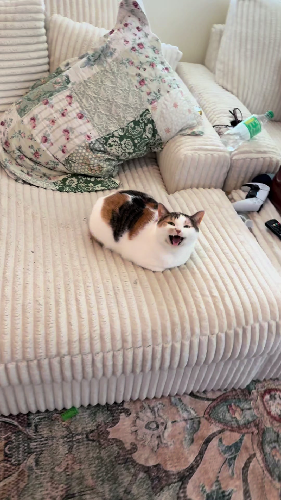 @Tali & Cats
