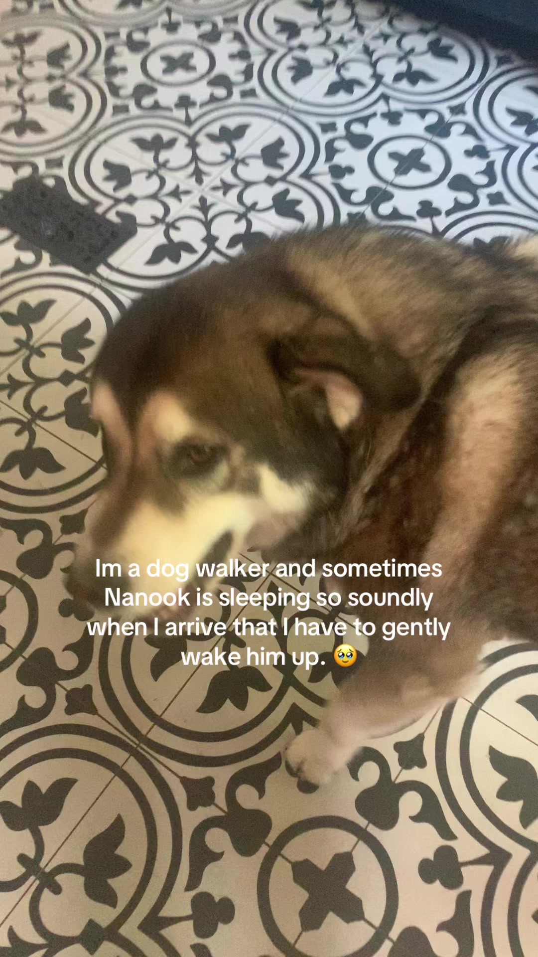 @brianne & your dog probably