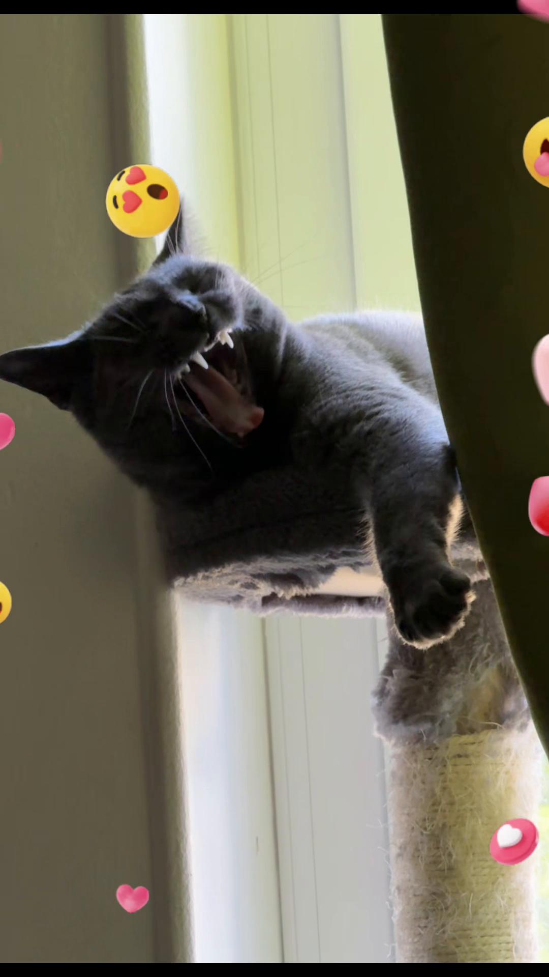 @Catcat