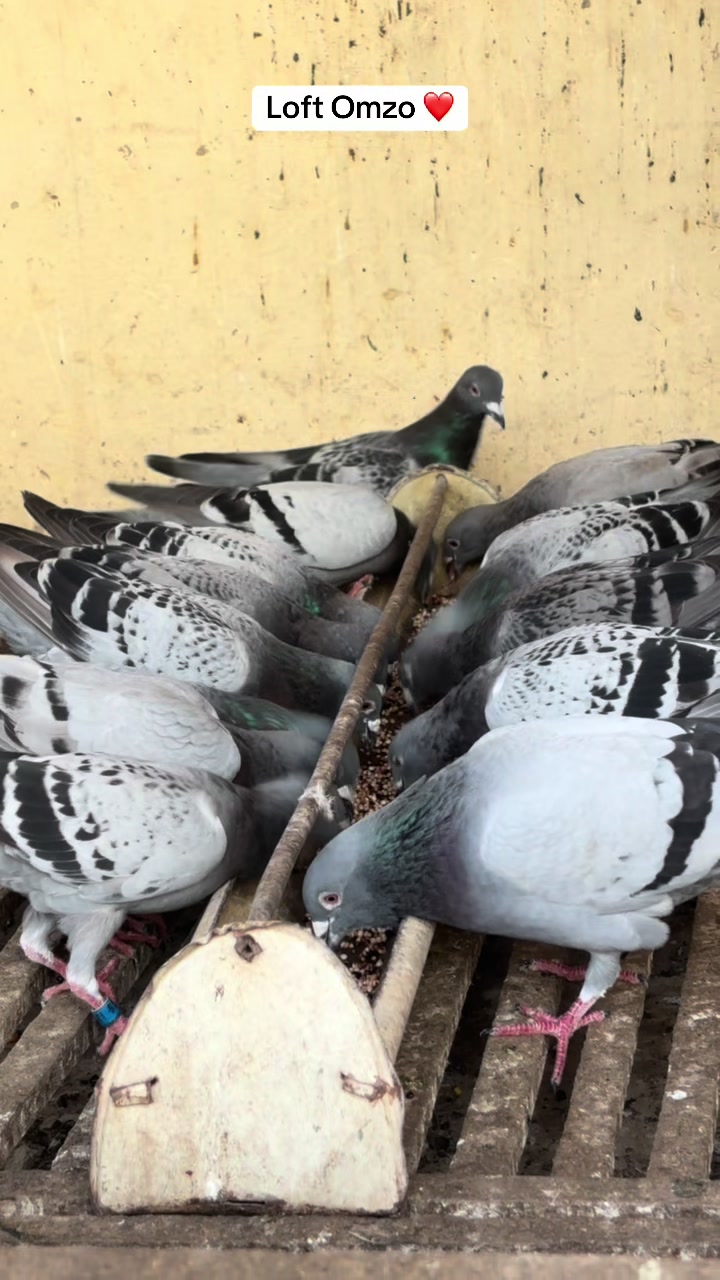@OMZOLOFT🕊🦜🇸🇳