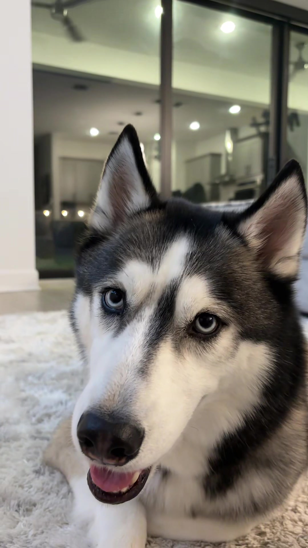 @lifewith2huskies