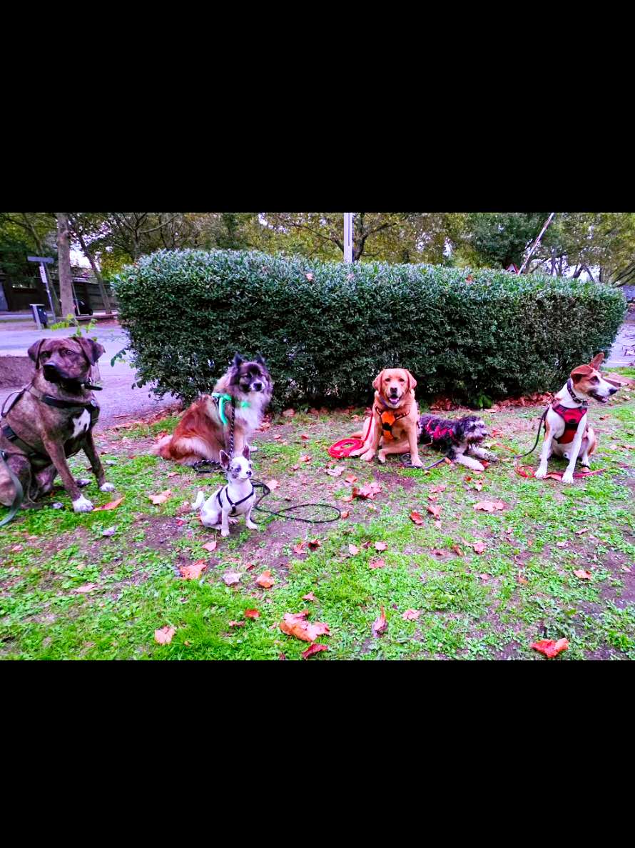 @Jerry_Coby_Chihuahua