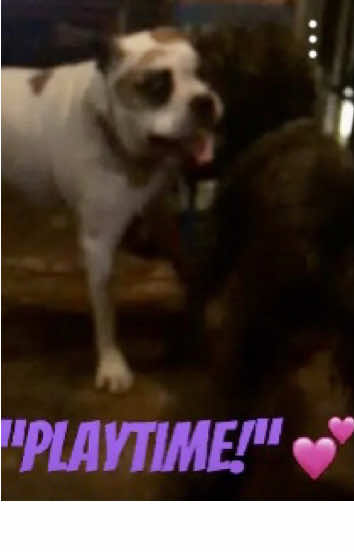 @Animal Papa