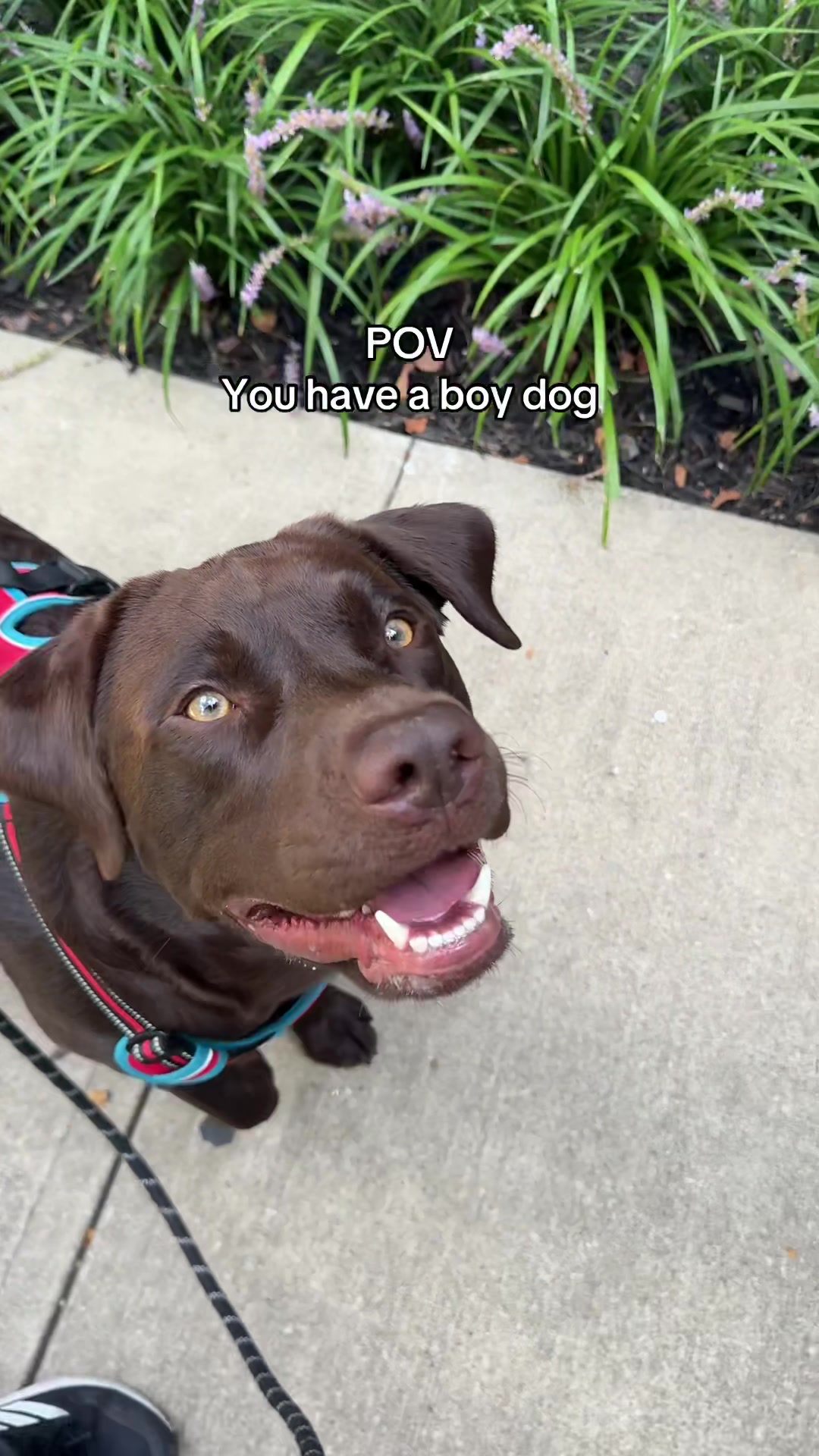 @Bruno Chocolate Lab