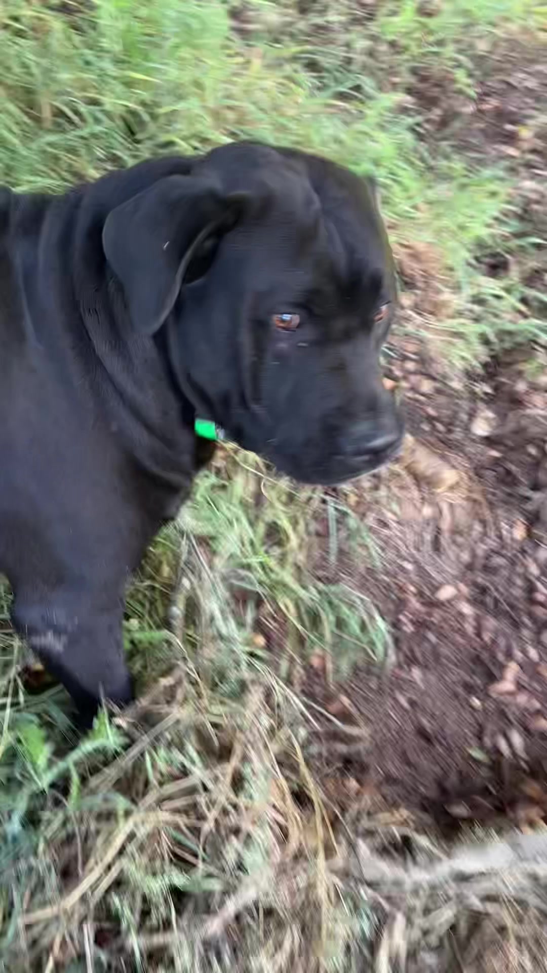 @Bigfoot Boerboels