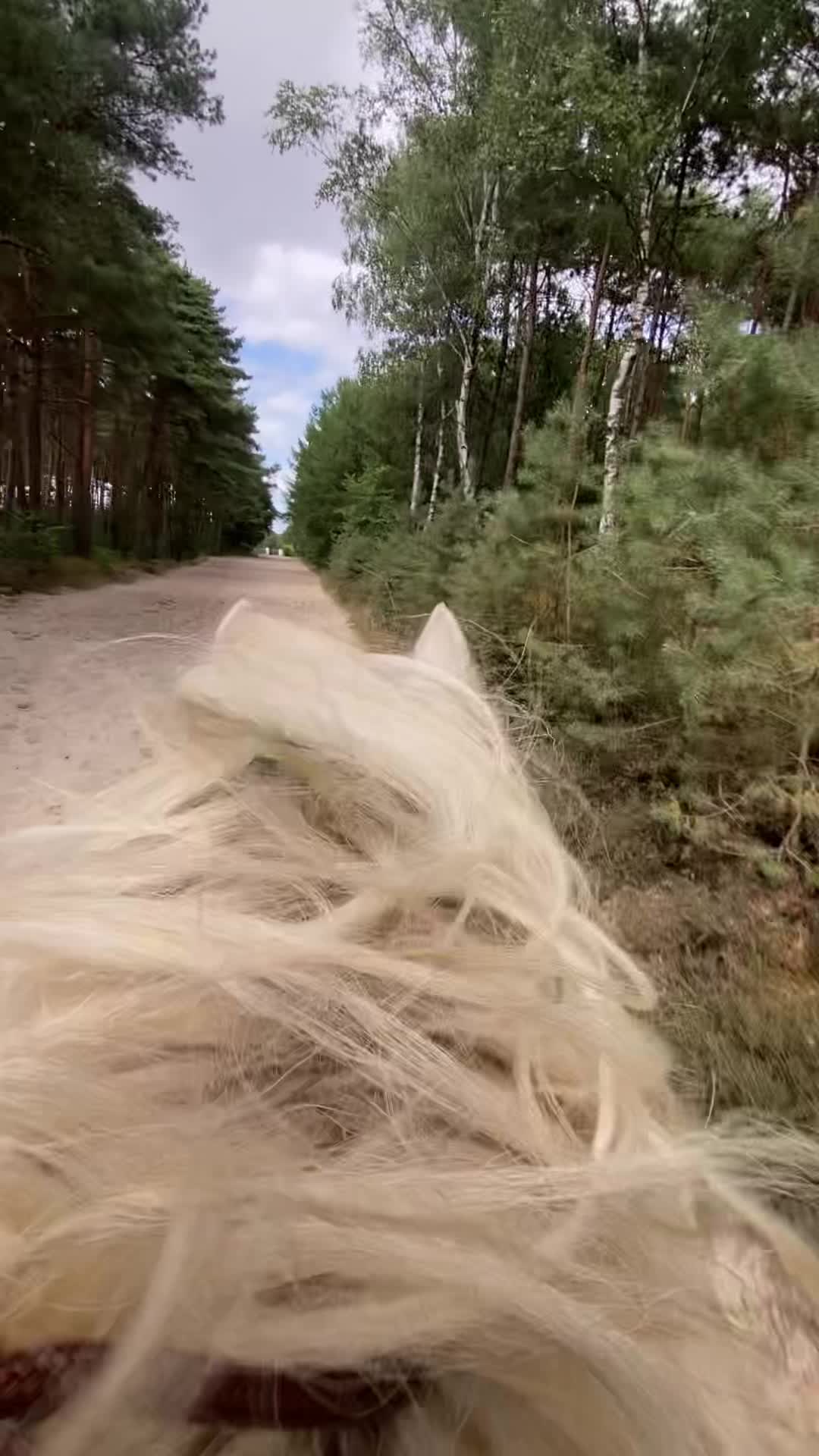 @Amy 🫶🏻🐴