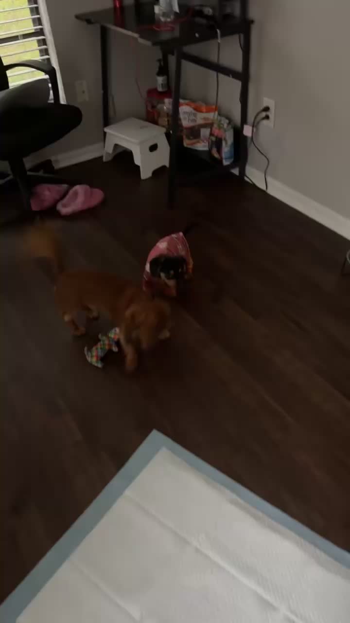 @Messi and Nelly(theweiners)