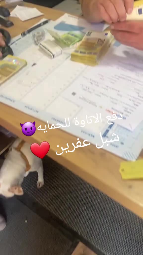 @شبل عفرينhamudi🥷❤️