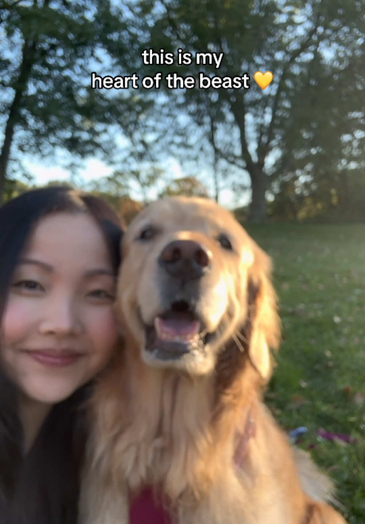 @Daisy & Maple the Goldens