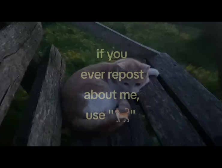 @🐈