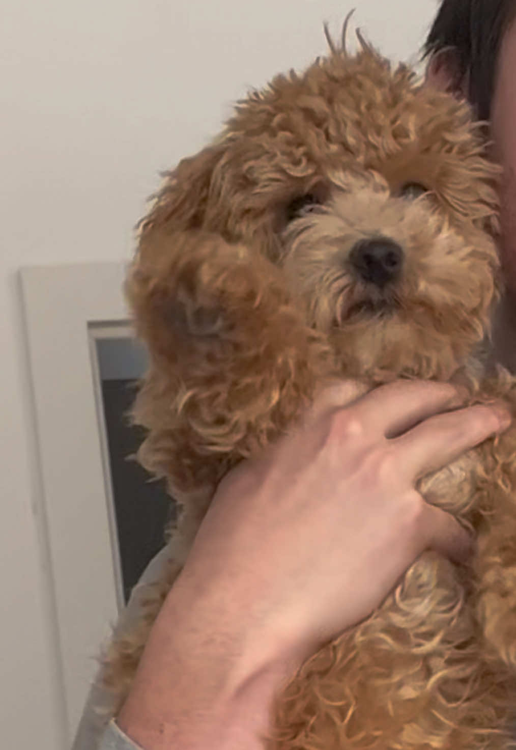 @dinothemaltipoo