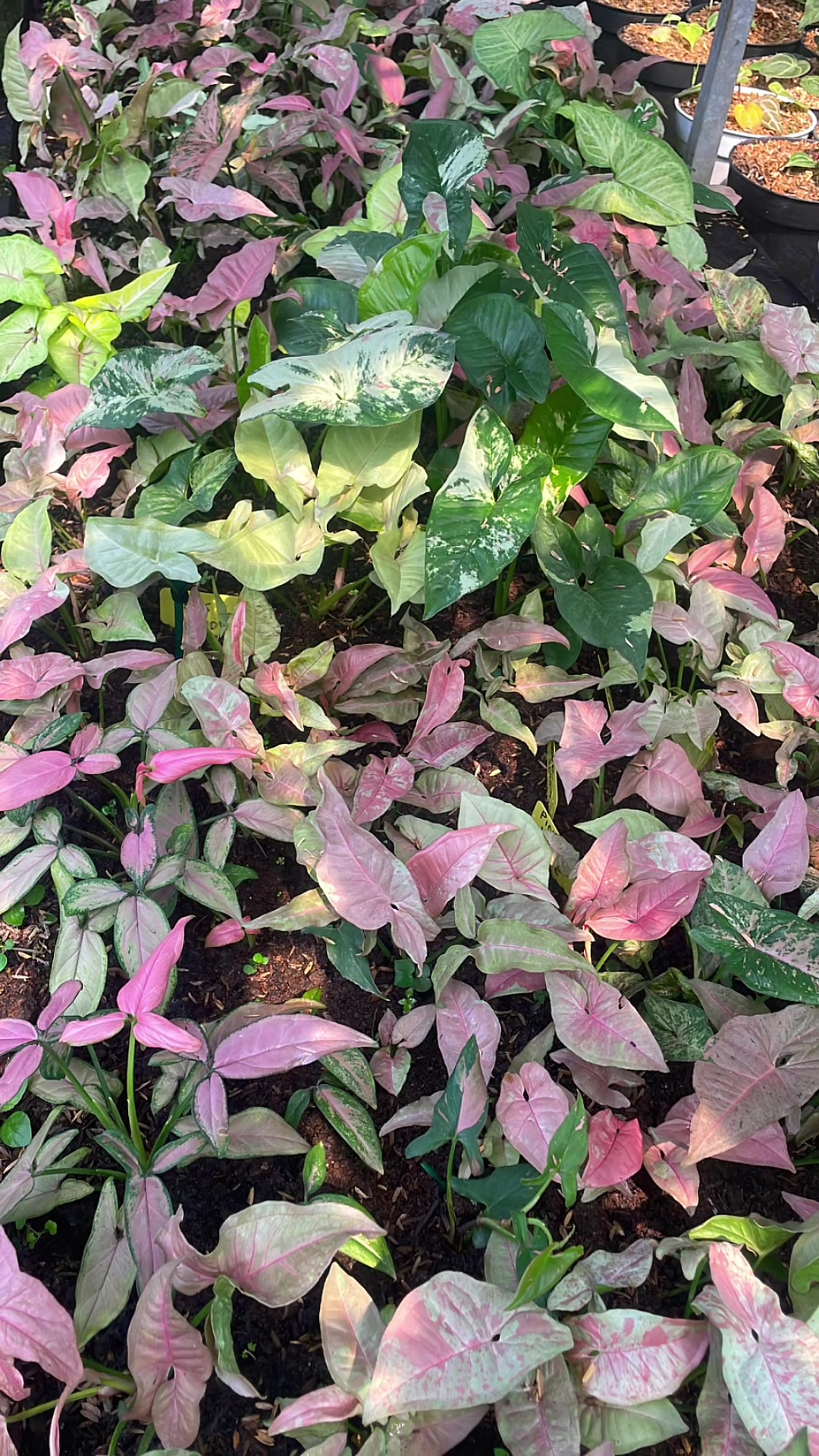 @Alia Garden