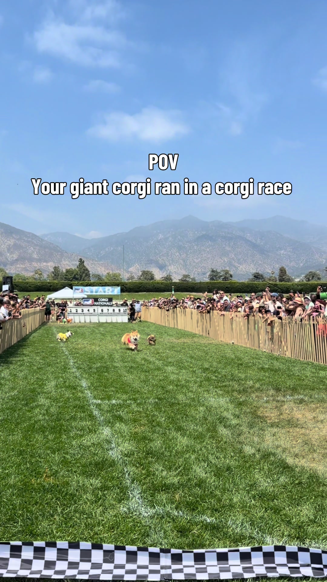 @apollothecorgimute