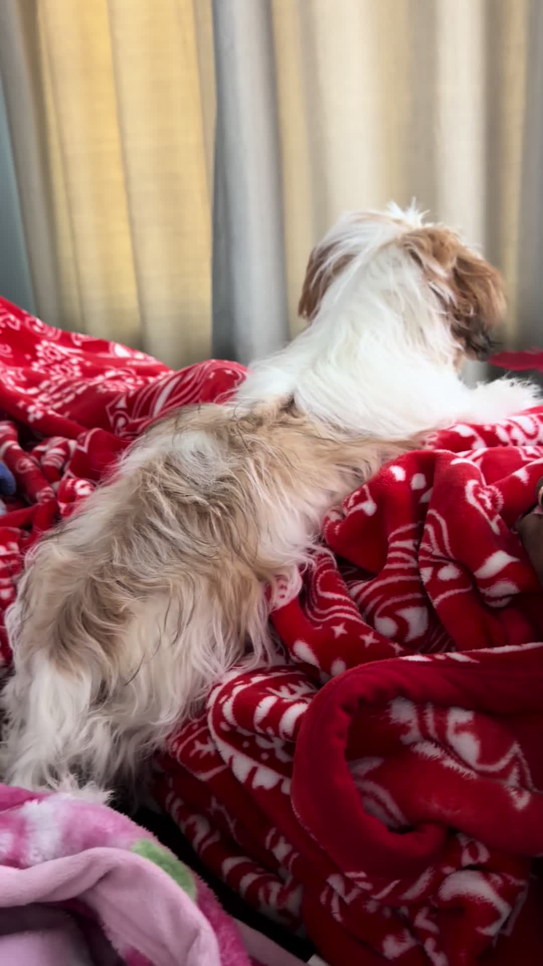 @Crispín_y_mia_shihtzu_puppies.