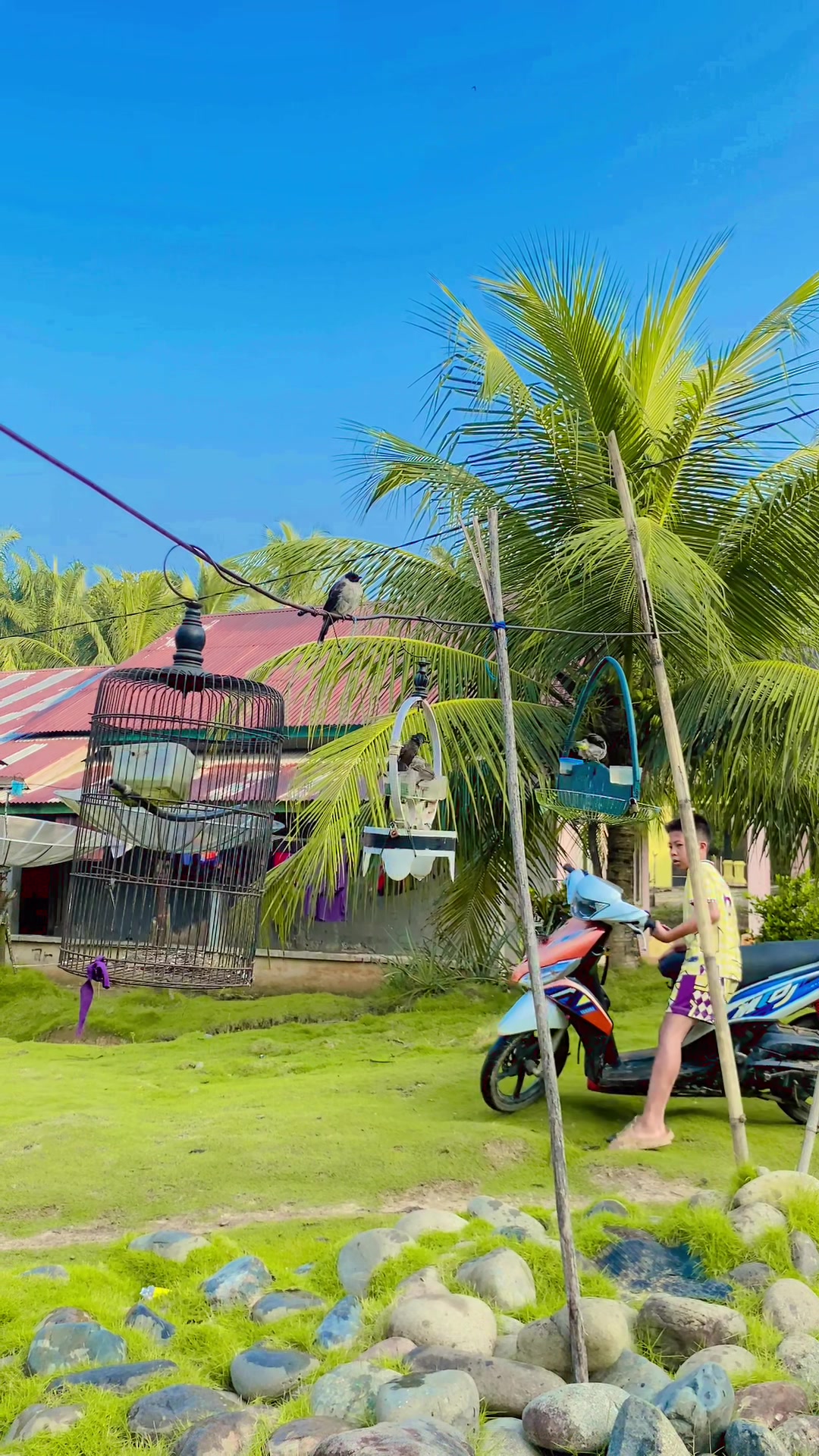 @KICAU SIPALING VIRAL
