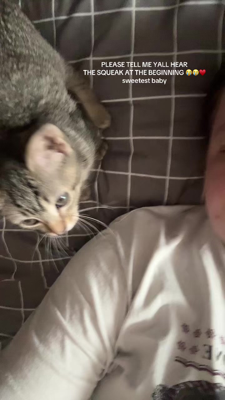 @bink the big orange cat
