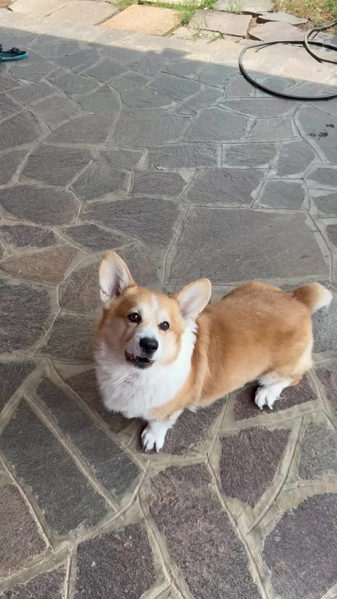 @Cheddar the Corgi
