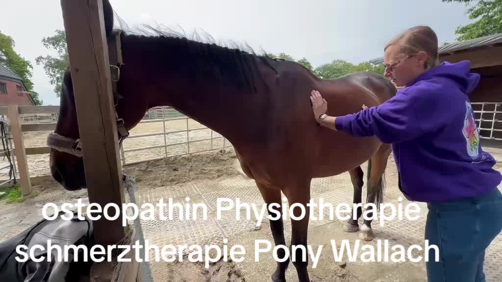 @Steffis_horse_world