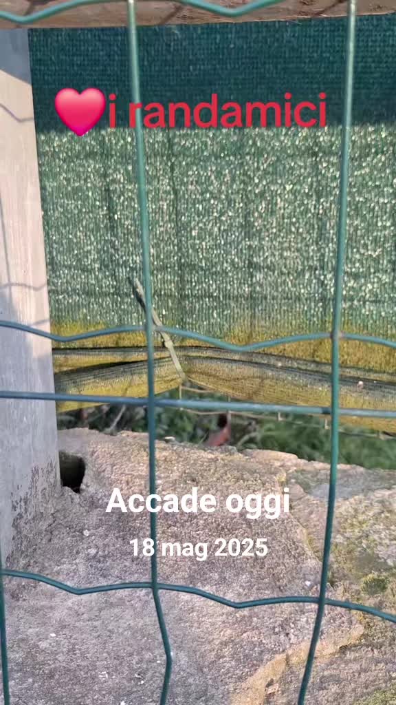 @gattopippo