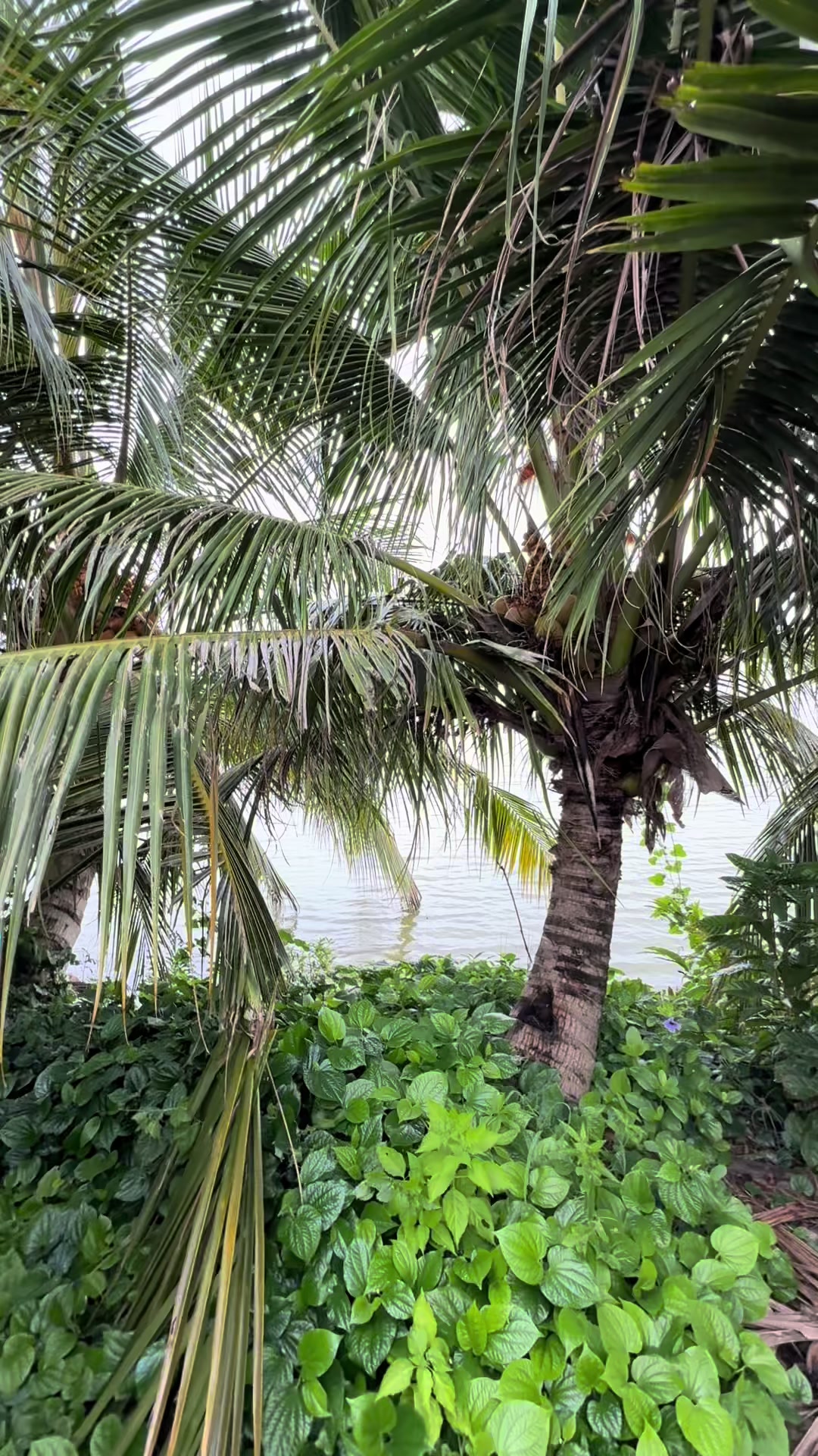 @shop đồ tổng hợp