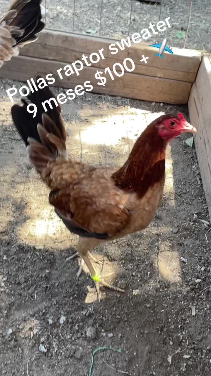 @Josephayala143