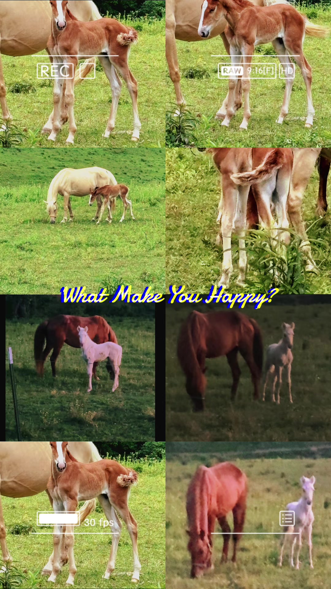 @Libby🐾❤️🐴