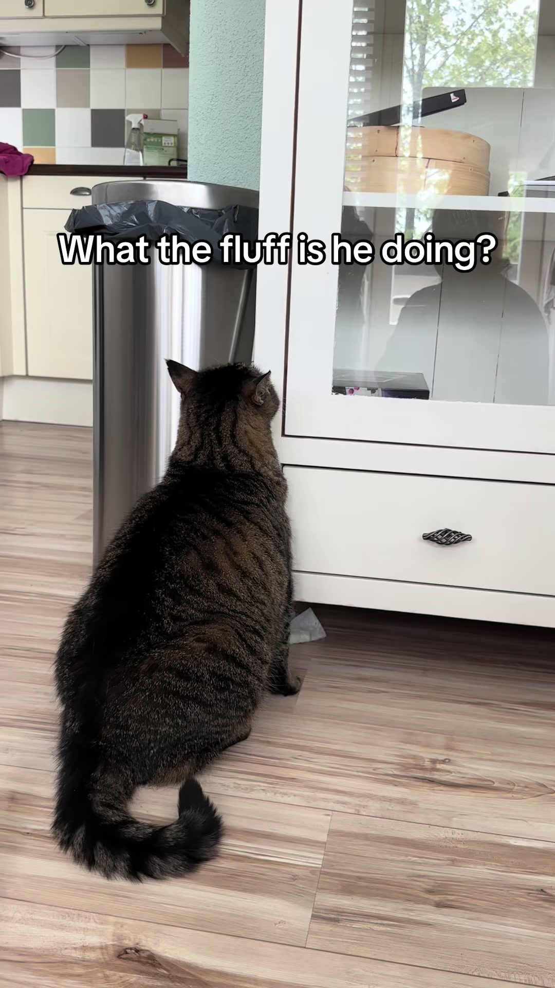@Joep_the_ rescuecat