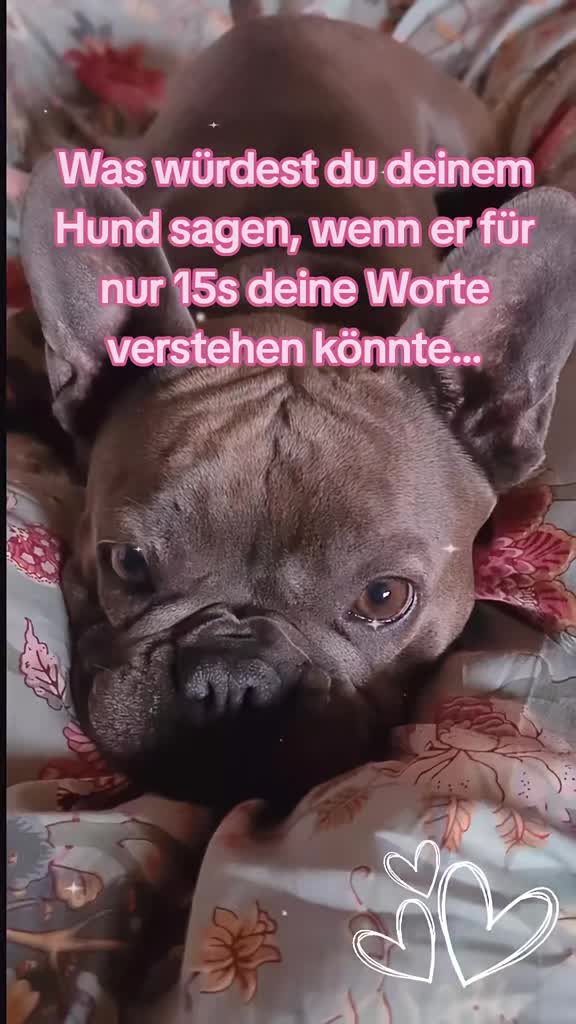 @FrenchieFrieda