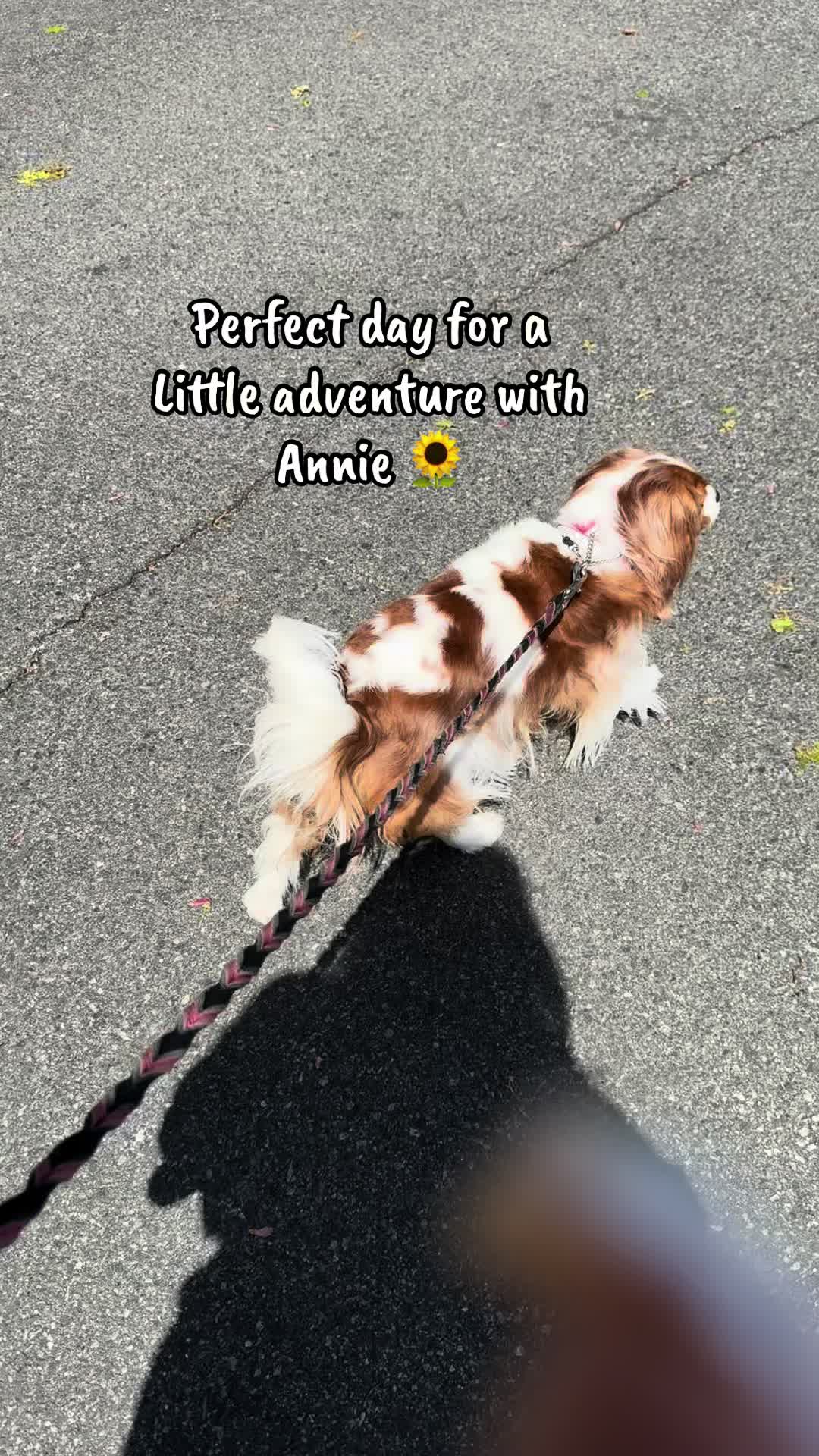 @annie_rae_the_cavalier