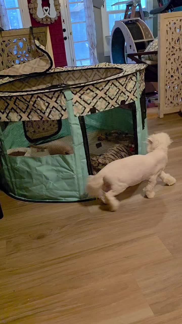 @South Texas Persian Rescue