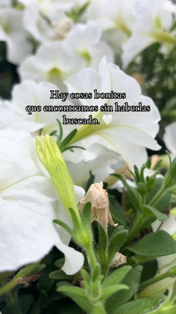 @💜LiLa🐐🌻🐬🐻💚🦔🎥