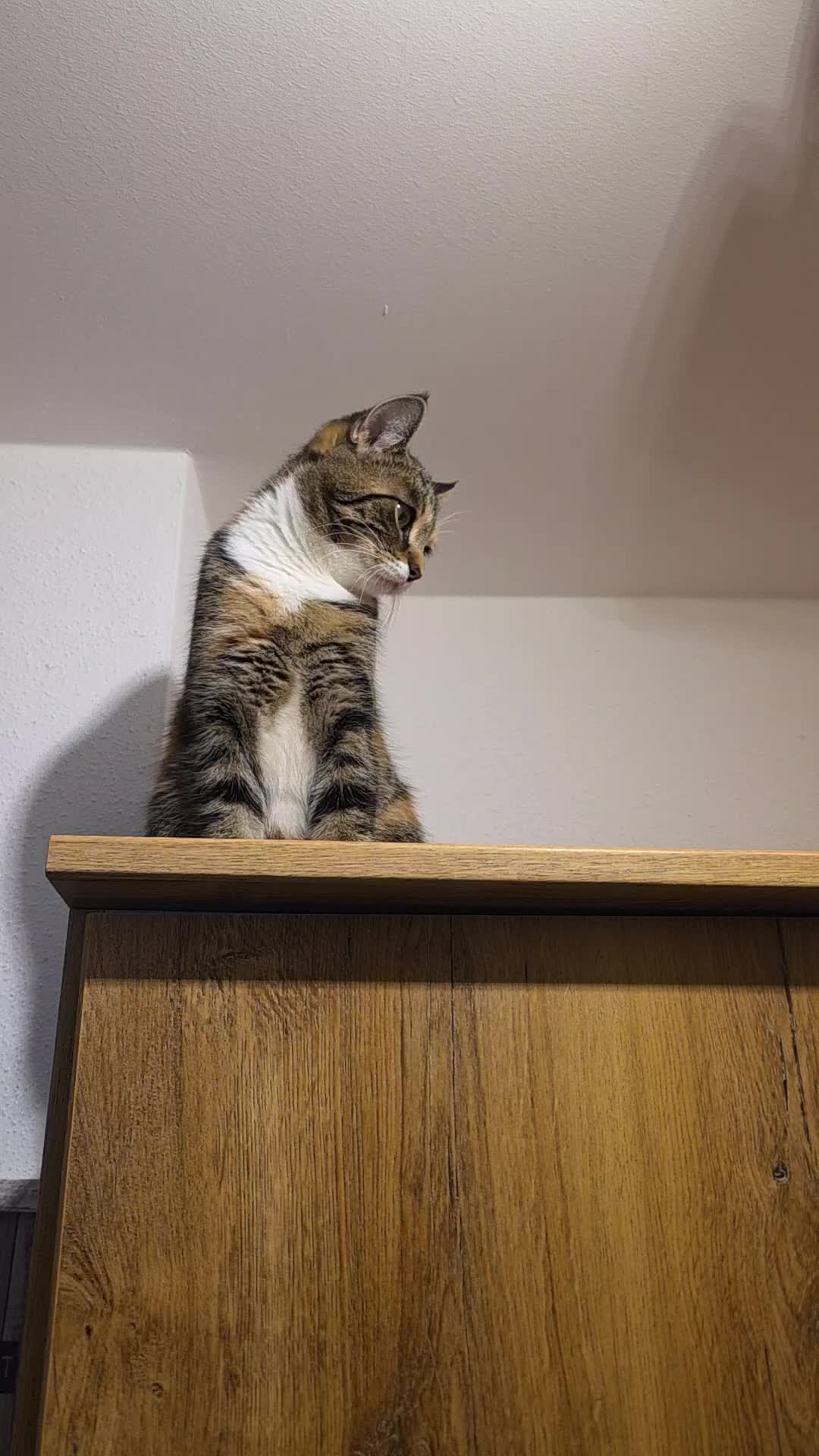 @diana🐱🐈🐈🐈