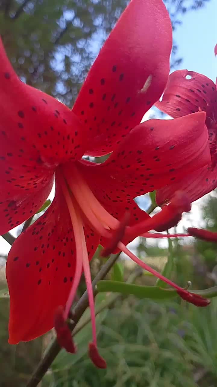 @MaGdaC