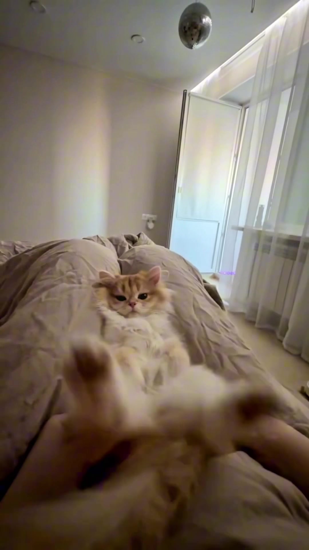 @dailycats03