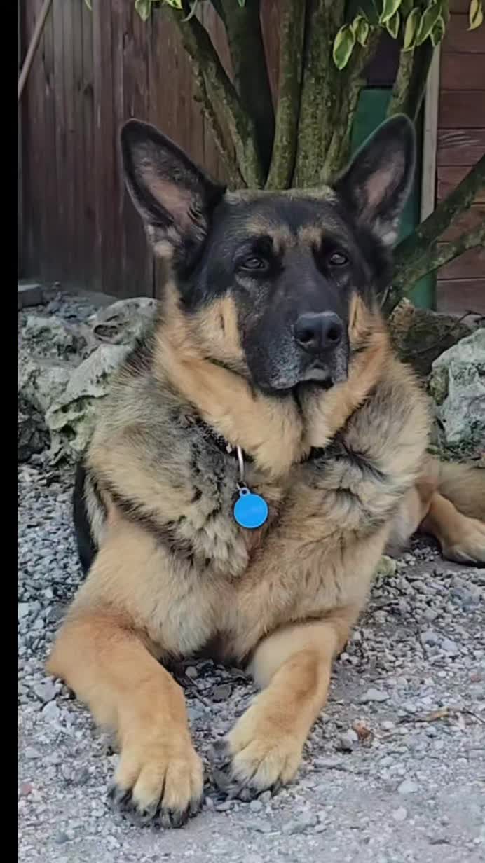 @⚜️🐾THOR&PICKY🐾⚜️