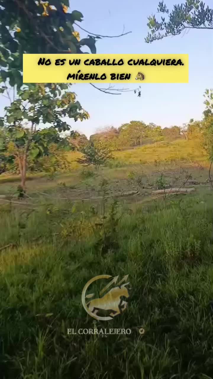 @elcorralejero
