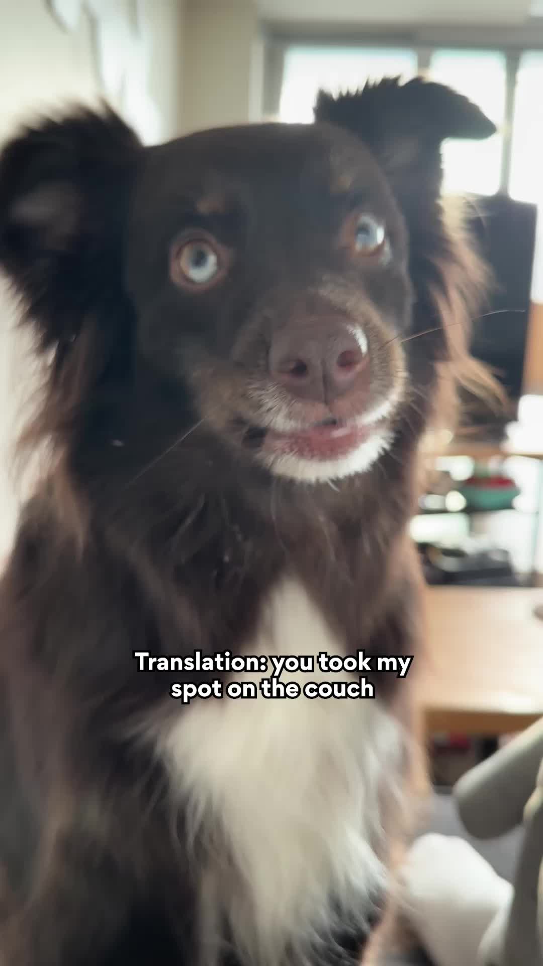 @Chewy