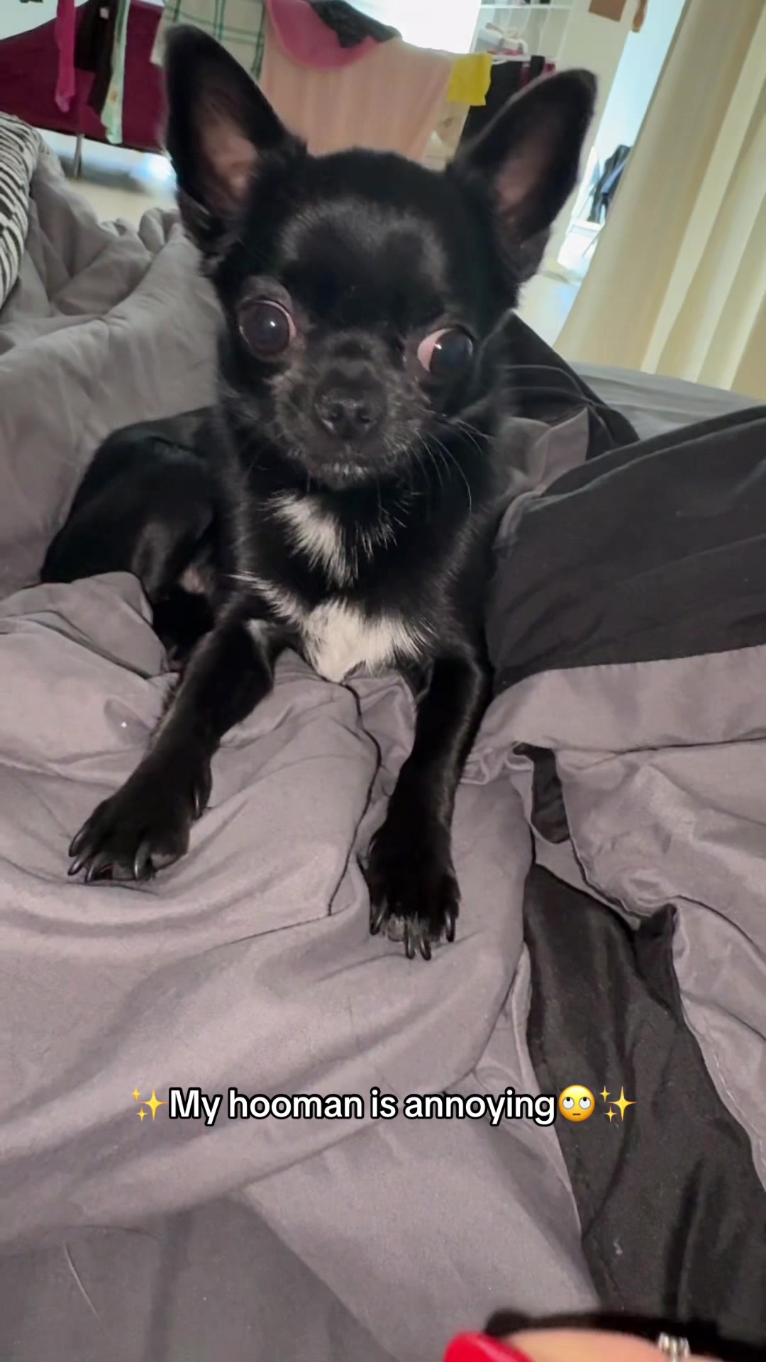 @the_chihuahua_mochi