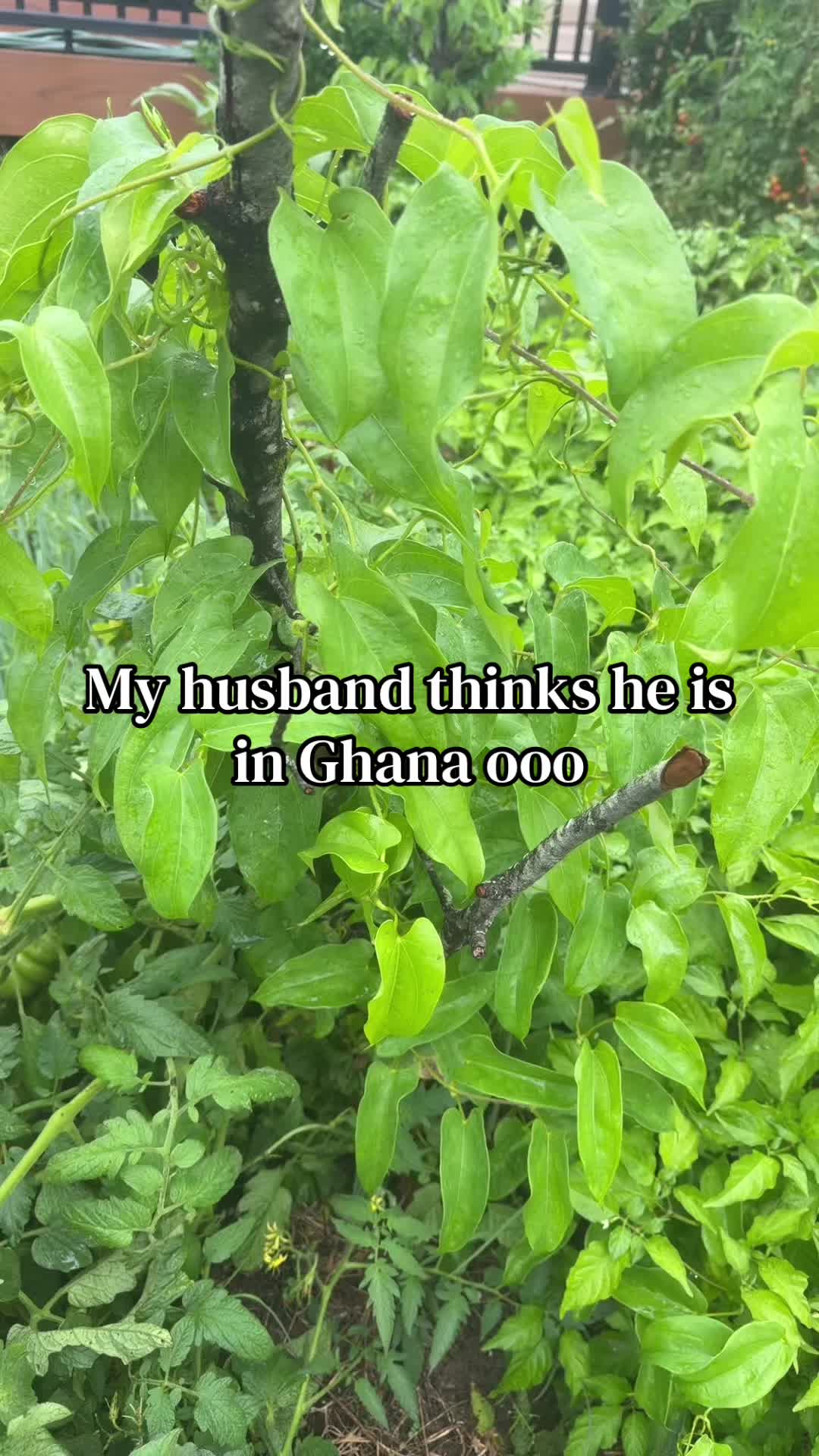 @Alincobaby