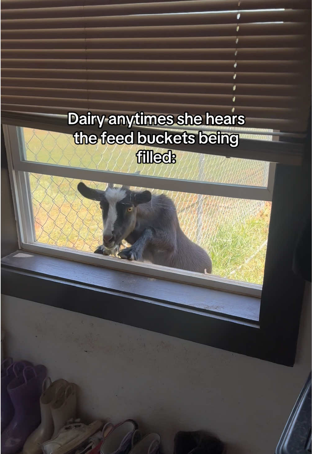 @Momma Tay🐐🐓👩🏼&zwj;🌾💕