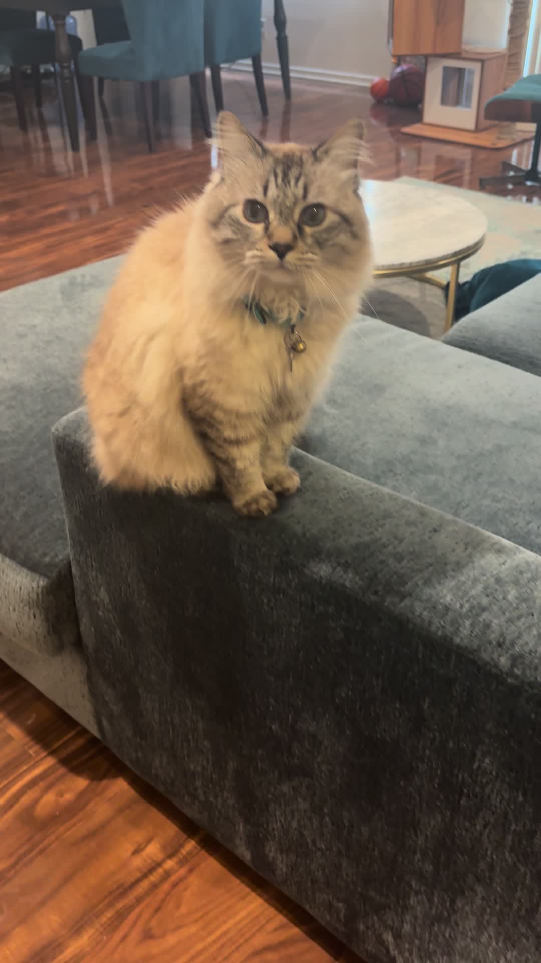 @Brock Meowsnar
