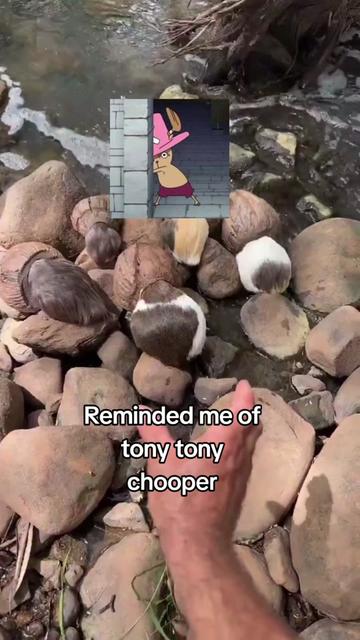 @Animemaniacs